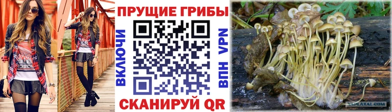 Псилоцибиновые грибы Psilocybine cubensis  как найти   Бежецк 